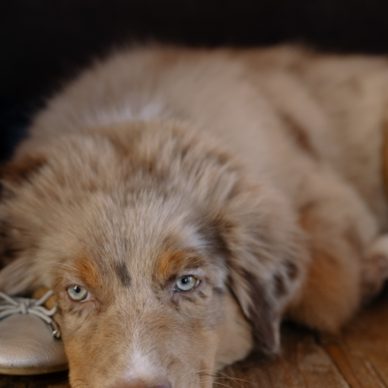 mini aussiedoodle small mini aussiedoodle with blue eyes